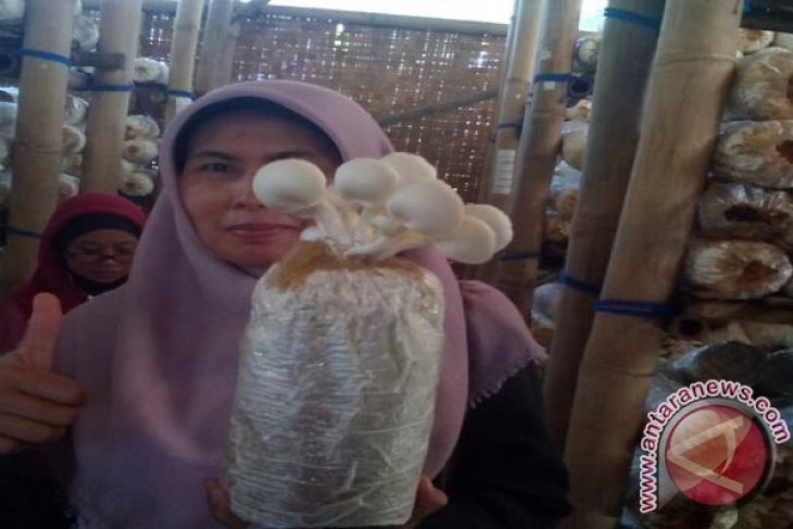 SEAMEO Biotrop Bogor Kembangkan Olahan Jamur Tiram
