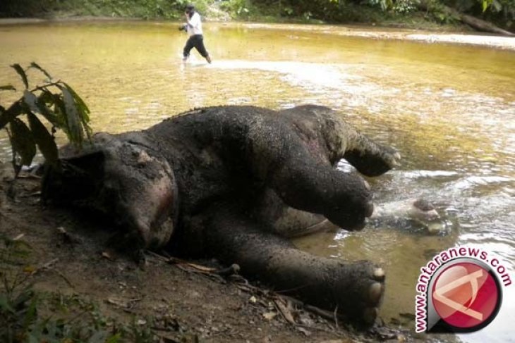 Gajah Sumatera ditemukan mati di Jambi