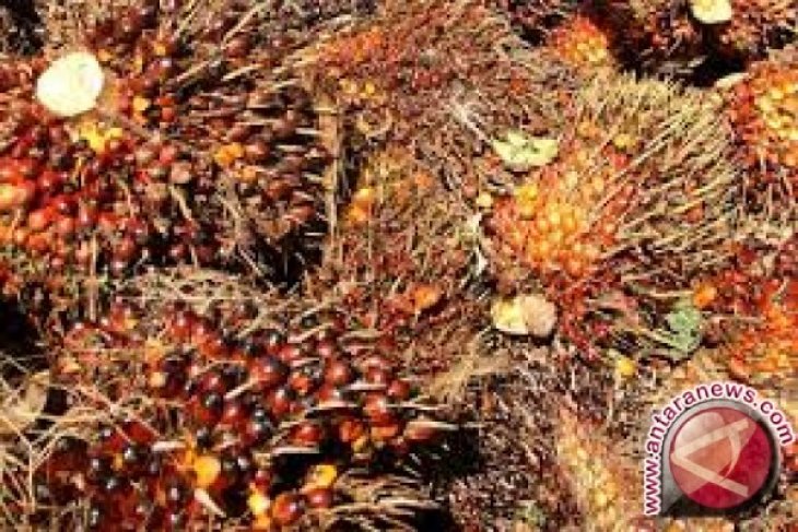 Harga CPO di Jambi turun Rp150 per kilogram