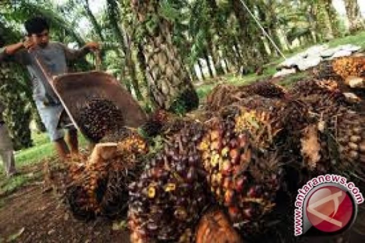 Harga CPO Jambi naik Rp341 per kilogram