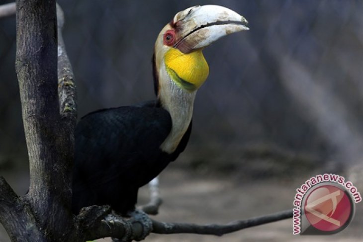 24++ Burung rangkok jawa terupdate