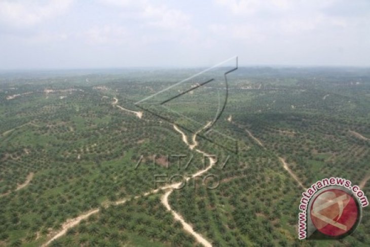 8.000 hektare lahan di Aceh Tamiang beralih fungsi tanaman sawit