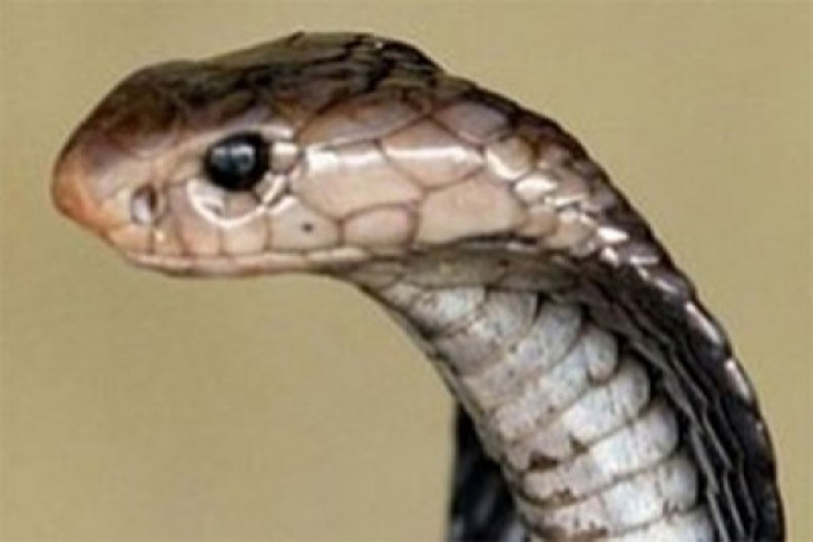 Pemuda ini tewas dipatuk King Cobra