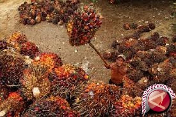 Harga CPO Jambi naik Rp41 per kilogram