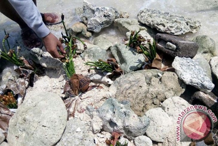 Mahasiswa Bengkulu Tanam Mangrove Di Sungai Hitam