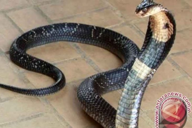 Berikut Ciri Ciri Ular Berbisa Menurut Ahli Reptil Itb