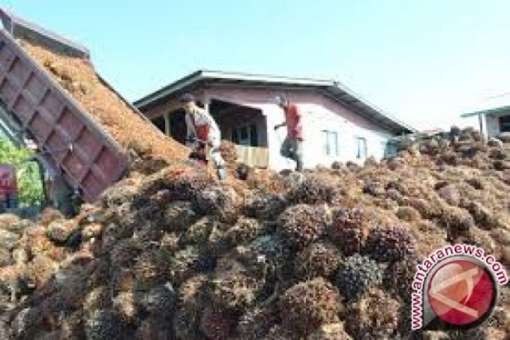 Harga CPO Jambi turun menjadi Rp5.873 per kilogram