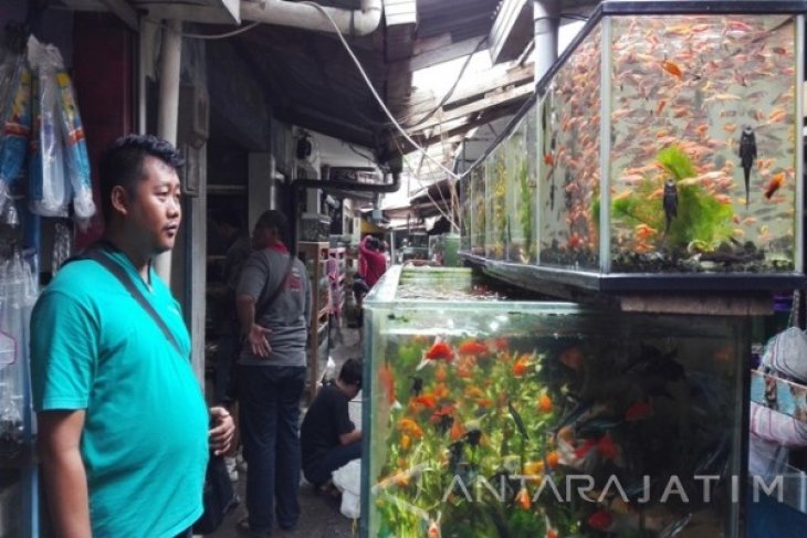 Berburu Ikan Hias Di Pasar Splendid Malang Antara News Jawa Timur