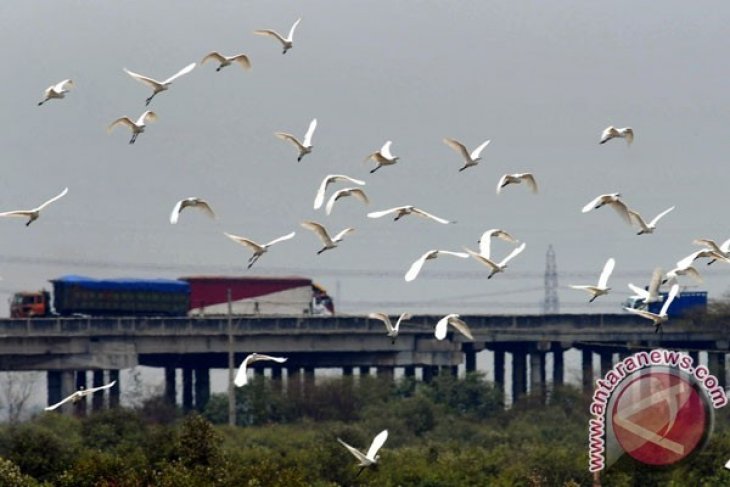 Burung Bangau Ancam Penerbangan Di Bandara Pangsuma Antara News