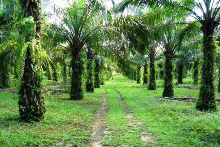 Jalan kebun kelapa  sawit rawan tempat penyelundupan 