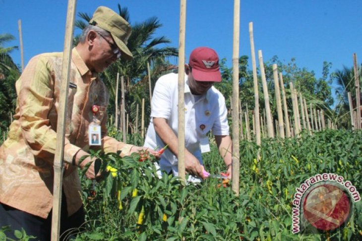 Petani Cabai Sukses Bangka Tengah Petani HST Sukses Kembangkan Hortikultura ANTARA News 