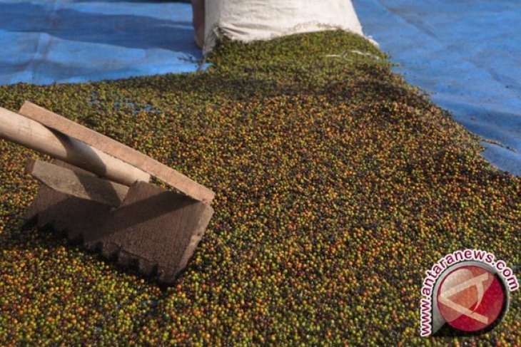 Produksi lada Bangka Tengah hanya 0,56 kilogram