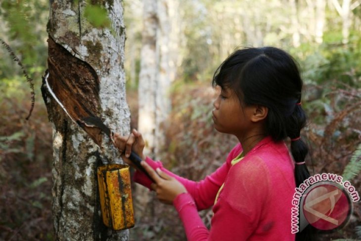 Penjualan karet Kalbar masih bergantung luar negeri