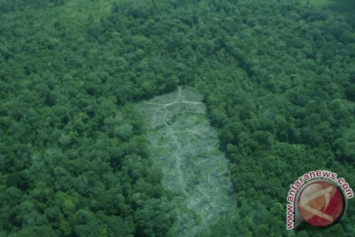 Kapuas Hulu-MCA Indonesia Kelola Hutan Gambut Berbasis Masyarakat