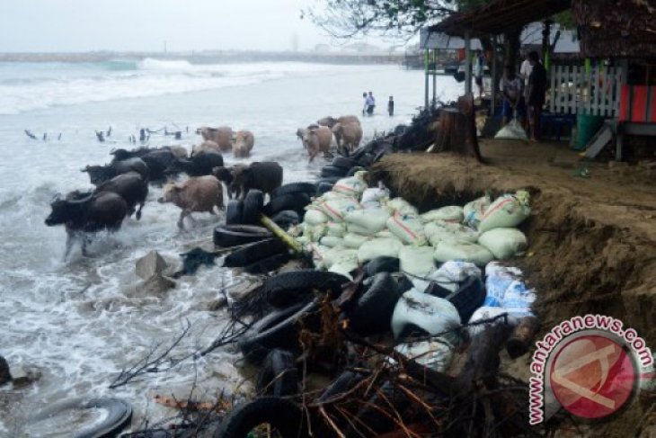 Gelombang pasang landa pesisir Aceh Barat