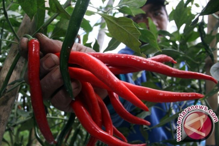 Harga cabai di Jambi turun jelang Imlek