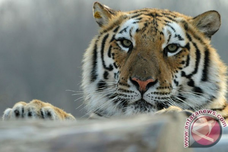 Harimau muncul di perkebunan teh Gunung Dempo, Pengamat: Tidak bermaksud meresahkan warga