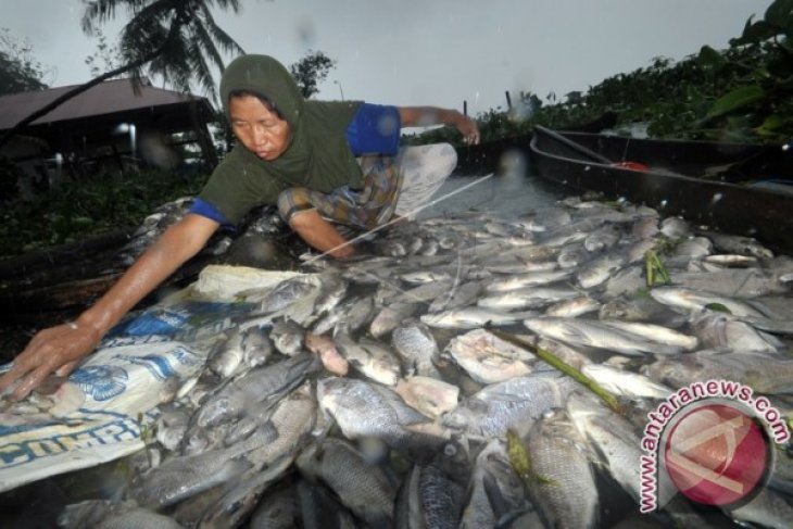 LIPI Kajian sementara tidak ada fitoplankton beracun