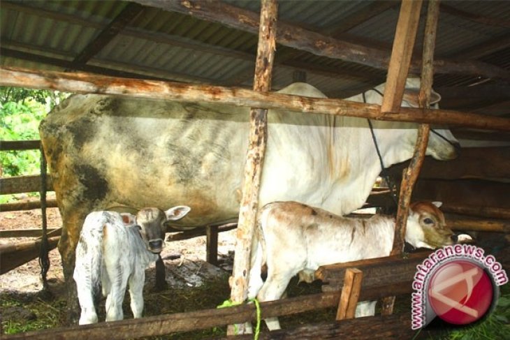 385 ekor sapi ditargetkan program kawin suntik