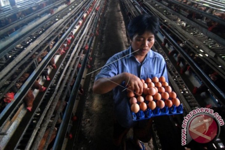 Harga Telur Ayam Di Karawang Merangkak Naik Antara News Megapolitan