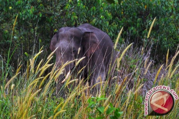 Puluhan gajah Sumatera
