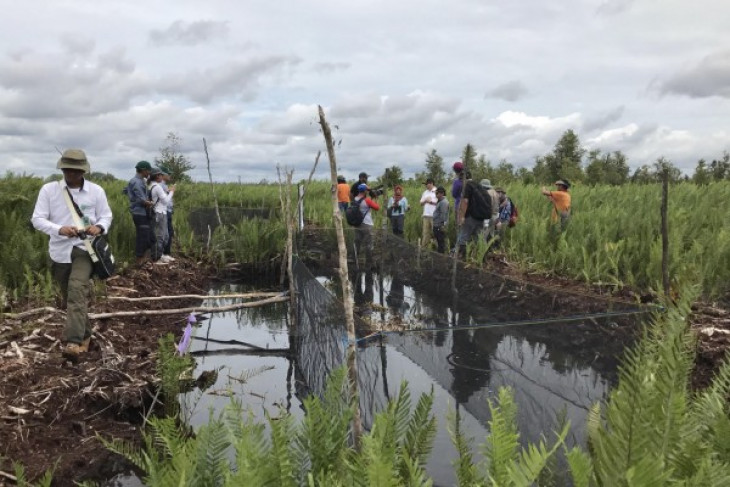 BRG claims less hot spots detected in intervened peatland