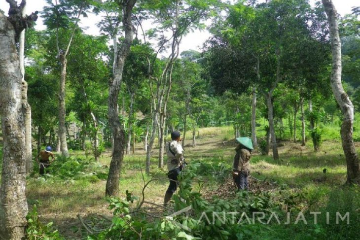 Universitas Jember Bantu Tnmb Rehabilitasi Hutan Wonoasri Antara