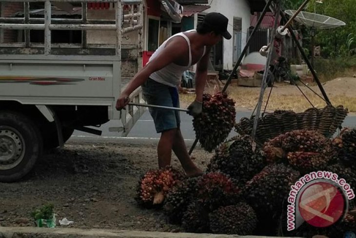 Distan koordinasikan penyebab rendahnya harga sawit