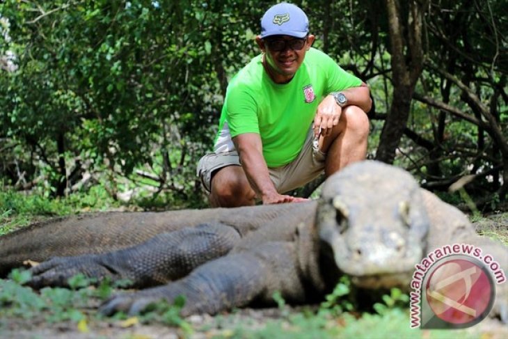 Ada usulan membuat kartu tahunan masuk Taman Nasional Komodo