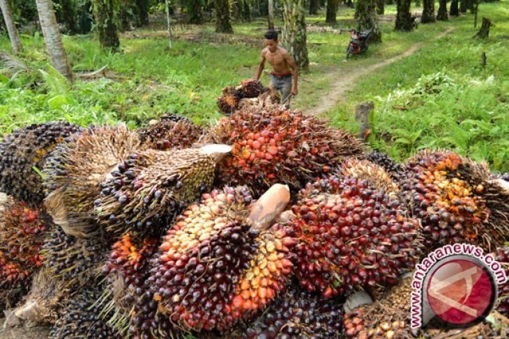 Harga minyak sawit di Jambi naik tipis Rp31 per kilogram