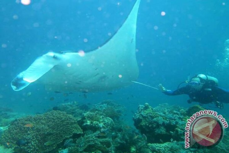 Melihat Manta Menari Di Balik Komodo