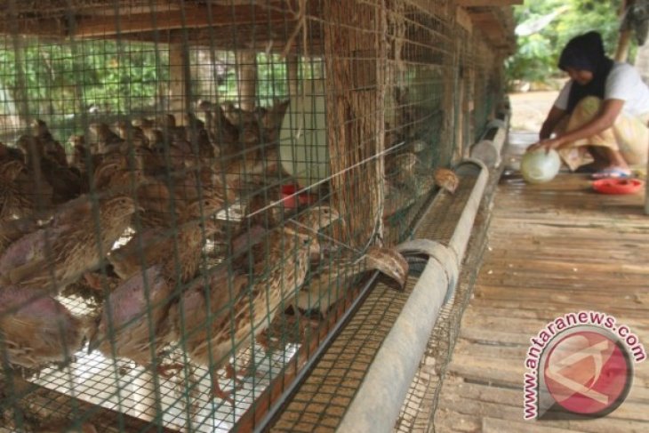 14++ Burung puyuh hutan malaysia terbaru