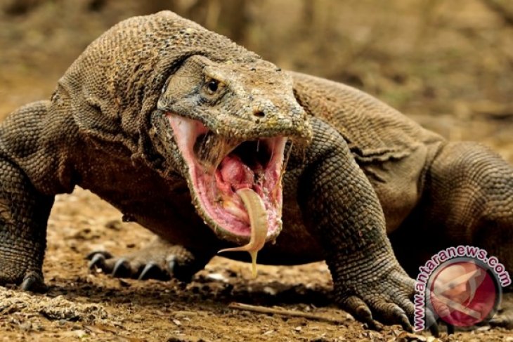 Pemprov NTT ingin batasi pengunjung Taman Nasional Komodo
