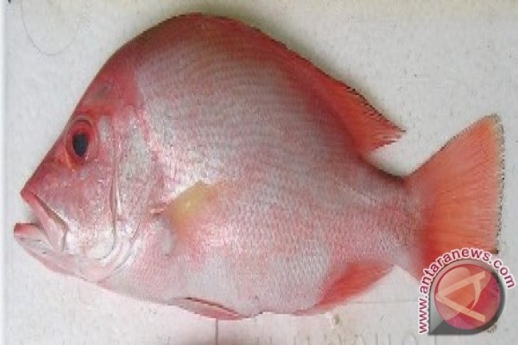 5400 Gambar Ikan Dari Bahan Sabun Gratis