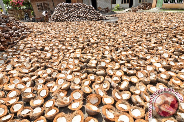 Petani Sulut dapat bantuan pengolahan kelapa