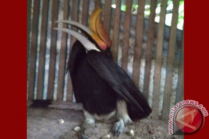 Warga Bengkulu Selamatkan Rangkong Badak Terluka Antara News