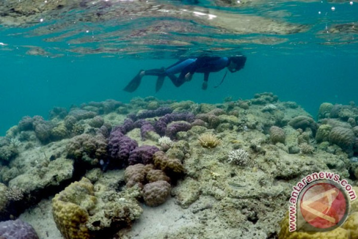 LIPI: Ekosistem terumbu karang Batam bagus