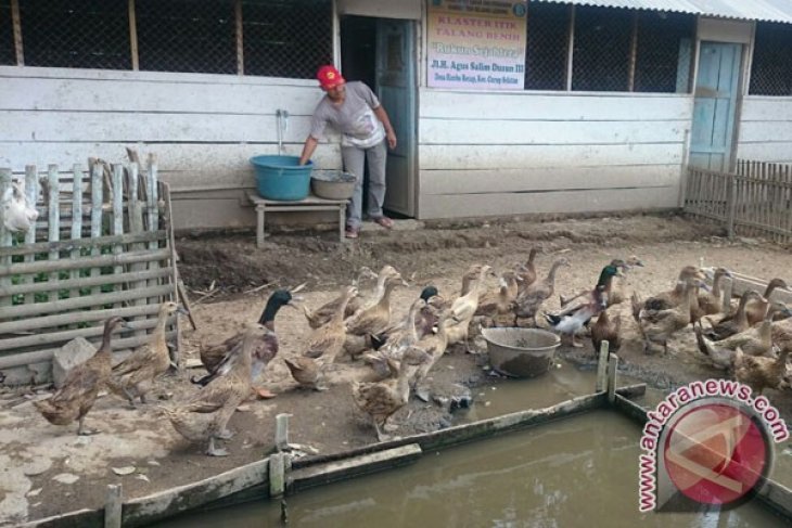 18++ Burung belibis hitam terbaru