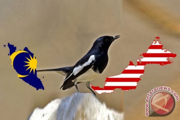 Keberadaan Burung Kacer Langka Di Abdya Antara News Aceh