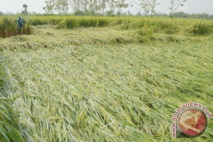 Rice Plant In Kotabaru Attacked By Walang Sangit Antara News