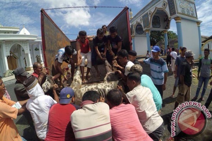 Distan Ternate kerahkan tim periksa hewan kurban