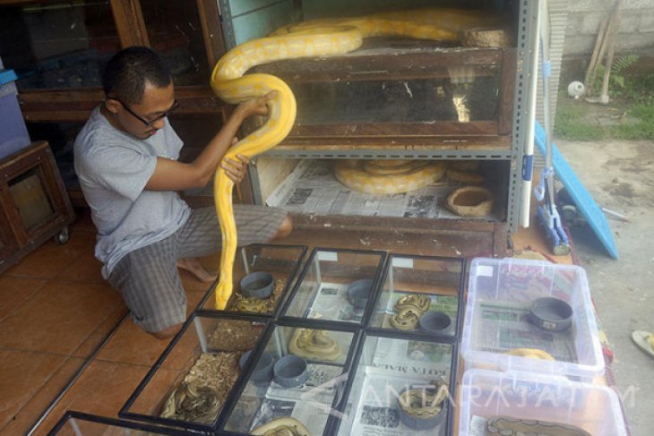 Warga Tulungagung Budi Daya Piton Untung Puluhan Juta Antara