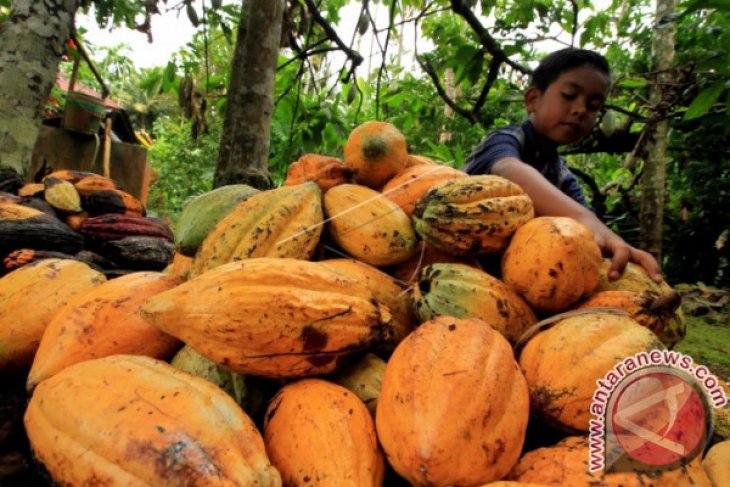 Hama pengerek batang turunkan produktivitas kakao di Aceh Utara