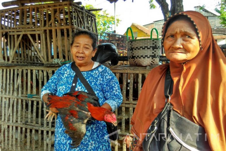 Pedagang Harga Ayam Jago Di Bojonegoro Naik Video Antara News