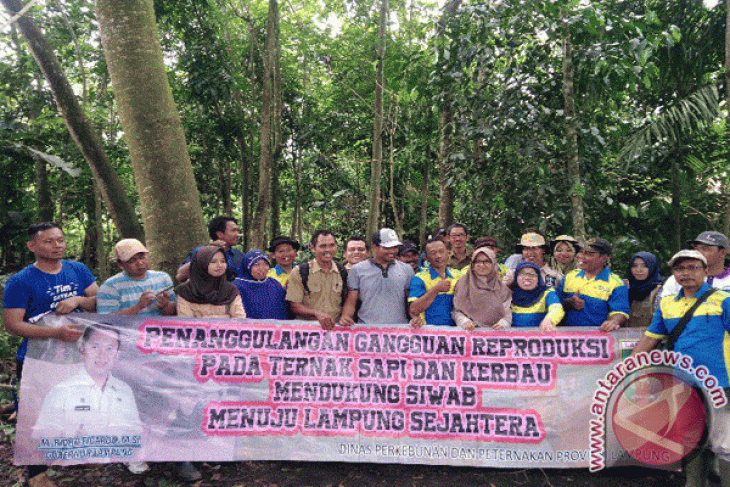 Mahasiswa Stpp Bogor Dampingi Peternak Lampung Selatan Antara