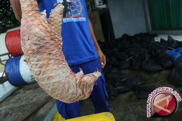 Dua Penyelundup 100 Trenggiling Diamankan Lanal Dumai Antara