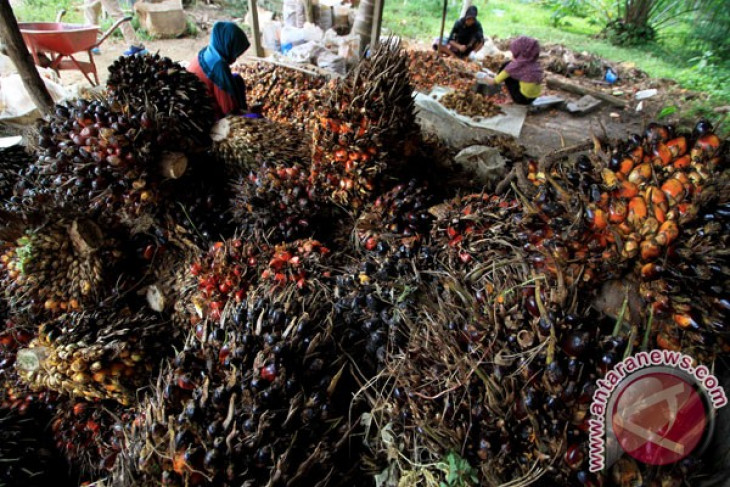 Downstream palm oil industry growing