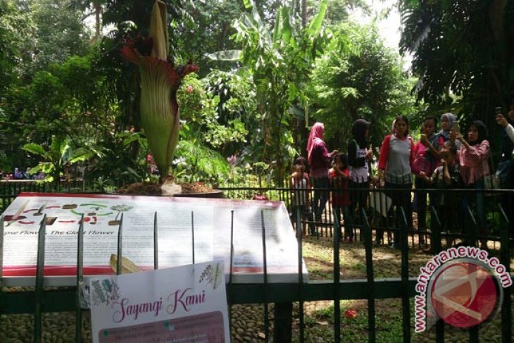 Hore...Bunga Bangkai Dalam Pot Pertama Berhasil Mekar (Video)
