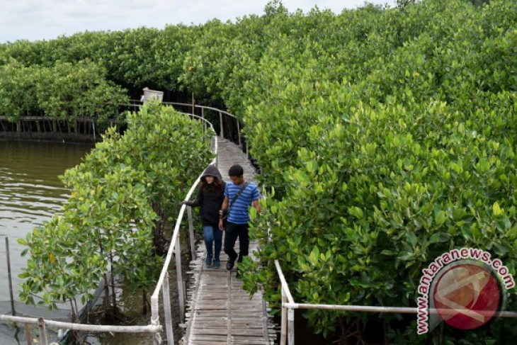 Disporbudpar of Mimika to develop mangrove tourism