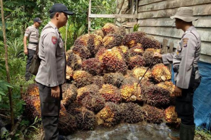 Pencuri sawit tewas ditembak polisi ketika disergap saat beraksi